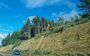 A section of State Highway 60 between Richmond and Motueka where trees were toppled by a tornado on Monday, reducing the highway to one lane. Contractors are on site clearing the trees on Tuesday.
