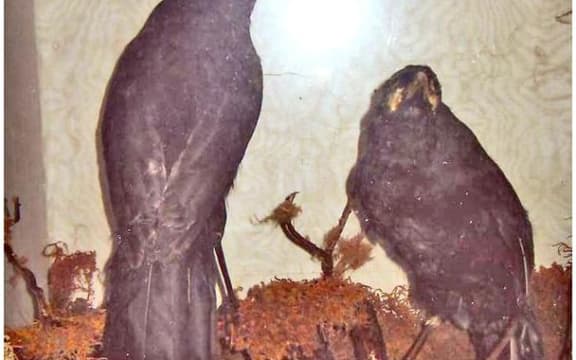 The two huia which used to be at the Dannevirke Gallery of History, however the smaller female bird (right) was stolen and its whereabouts is still unknown.