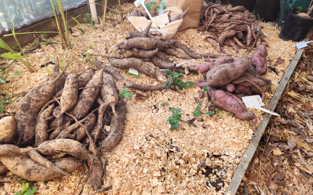 Several varieties of kūmara drying after harvest