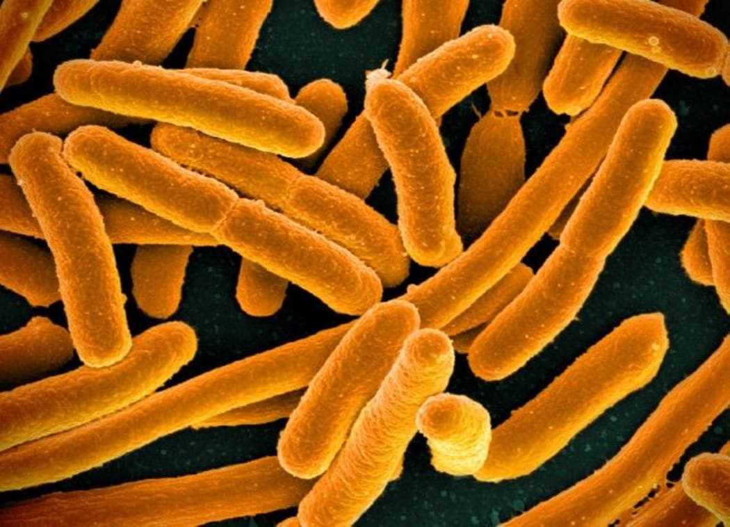 E. coli bacteria
