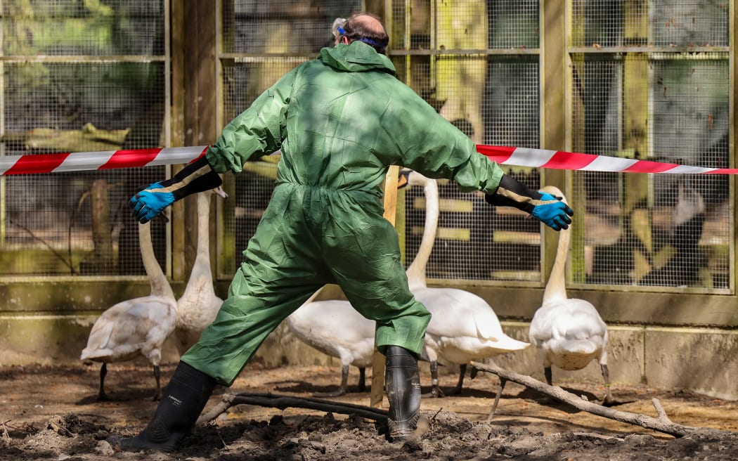 29 April 2024, North Rhine-Westphalia, Hattingen: A helper shoos some swans and ducks into an enclosure during an animal disease exercise. In cooperation with other districts, the Ennepe-Ruhr district rehearses what to do in the event of an outbreak of bird flu. Photo: Christoph Reichwein/dpa (Photo by Christoph Reichwein / DPA / dpa Picture-Alliance via AFP)