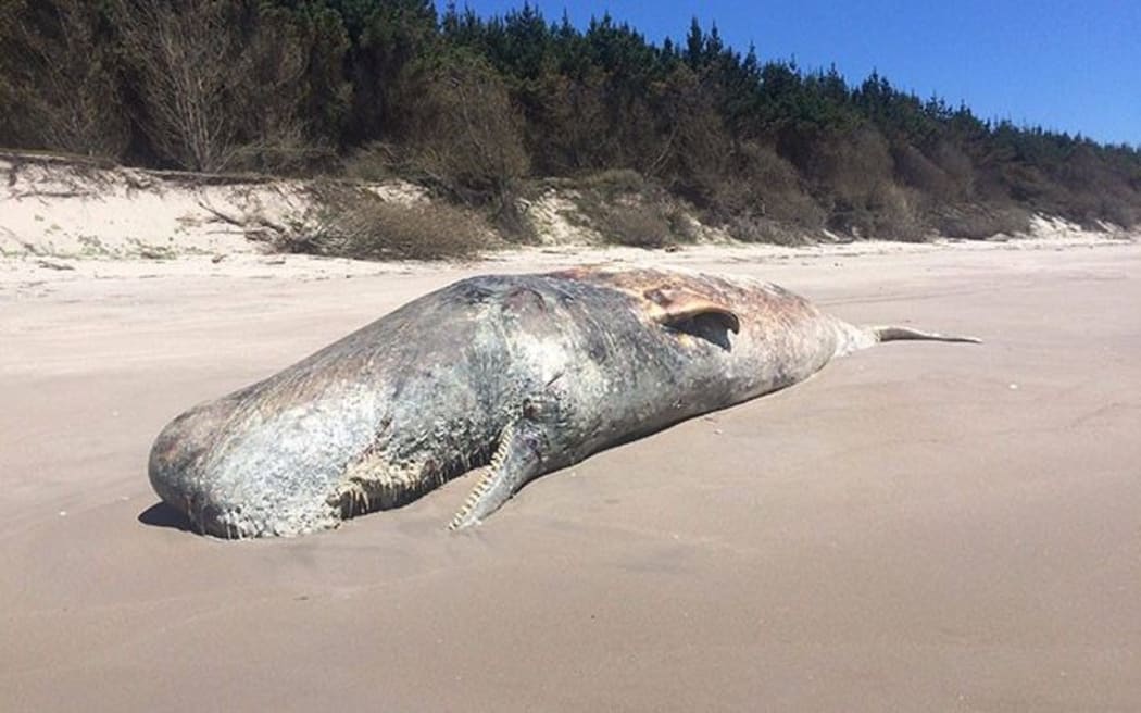 The whale pictured before the jawbone was removed.