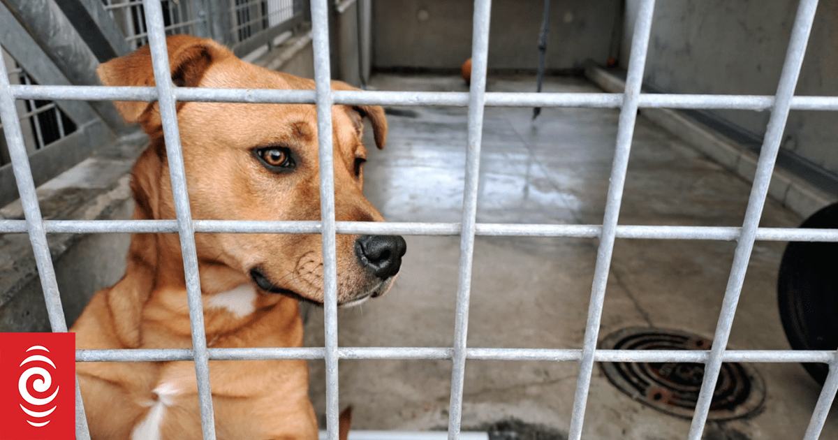Euthanasia rates continue to rise amidst Auckland's struggle with roaming dogs