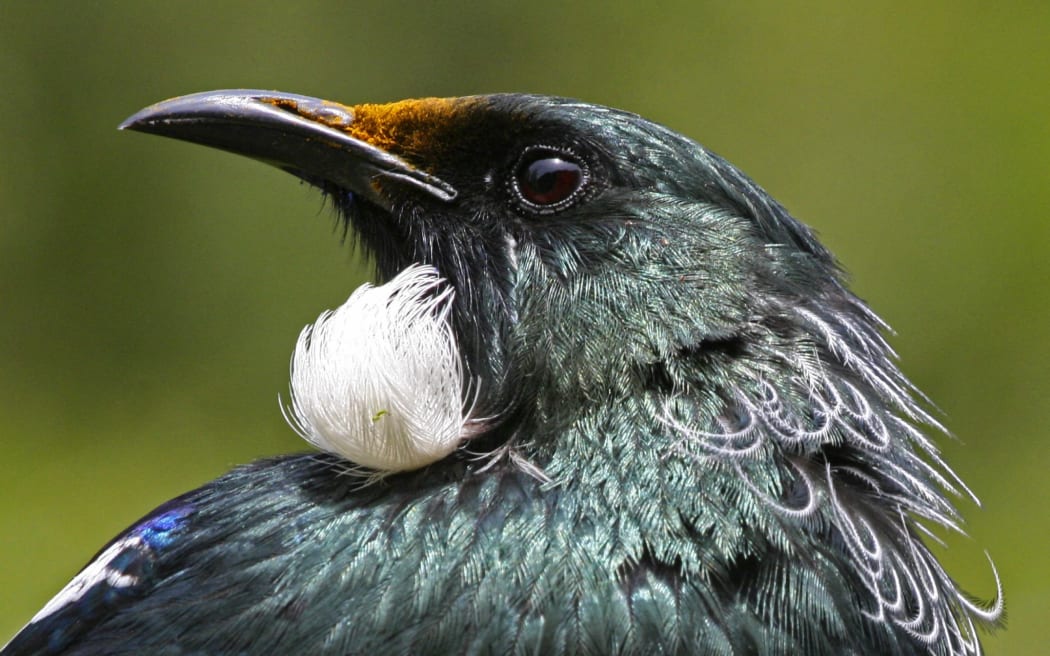 Tui