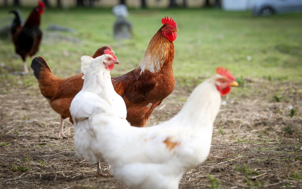 Chickens and rooster on an organic farm.