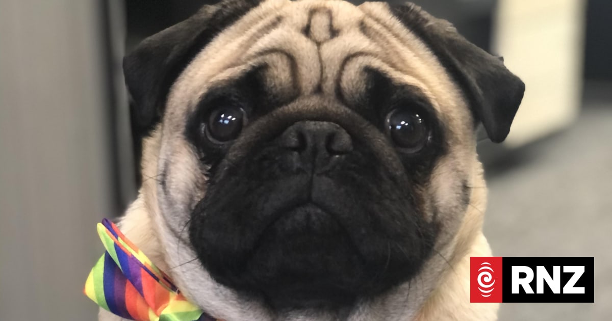 Can you help find Doug the pug?