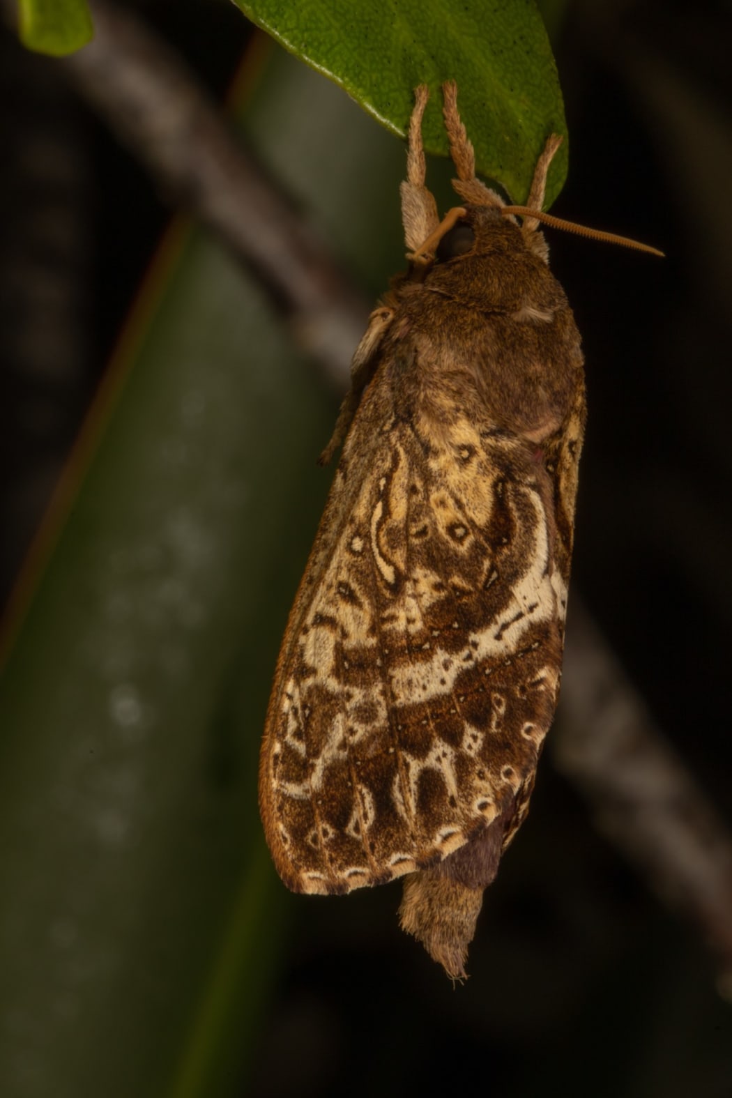 Forest Ghost Moth
