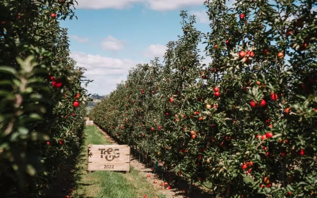 T&G Global apple orchard