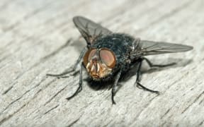 Blow fly