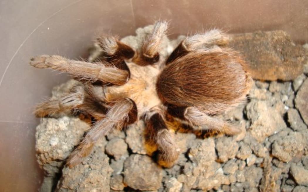 The research looked at the impact of temperature on the Texas brown tarantula.