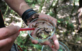 A close-up of a person's hands holding a Petri dish with brown dried leaves and twiggy looking roots in it. The person is using a red pen to point to a seedling.