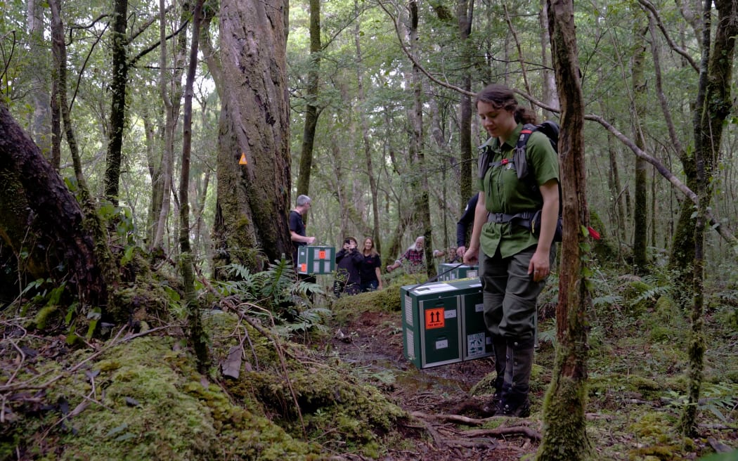 DOC Kākāriki Ranger Myrene Otis carries the manu to the release site on Pukenui Anchor Island.