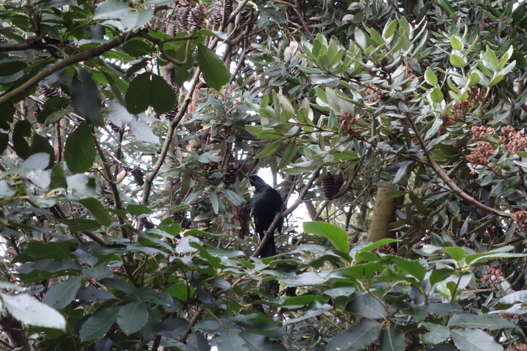 One of the two tui which visited Mike Stewart and Vicki Carlyon's home earlier this year.