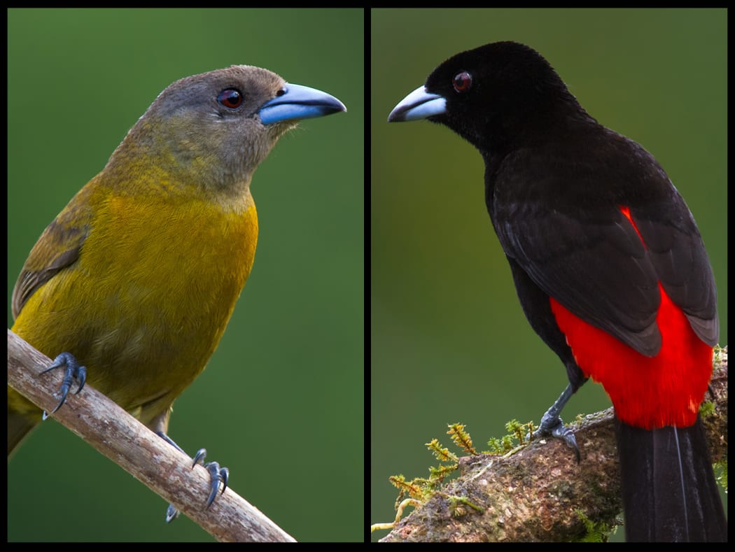 Olive coloured female tanager and black and red male tanager.
