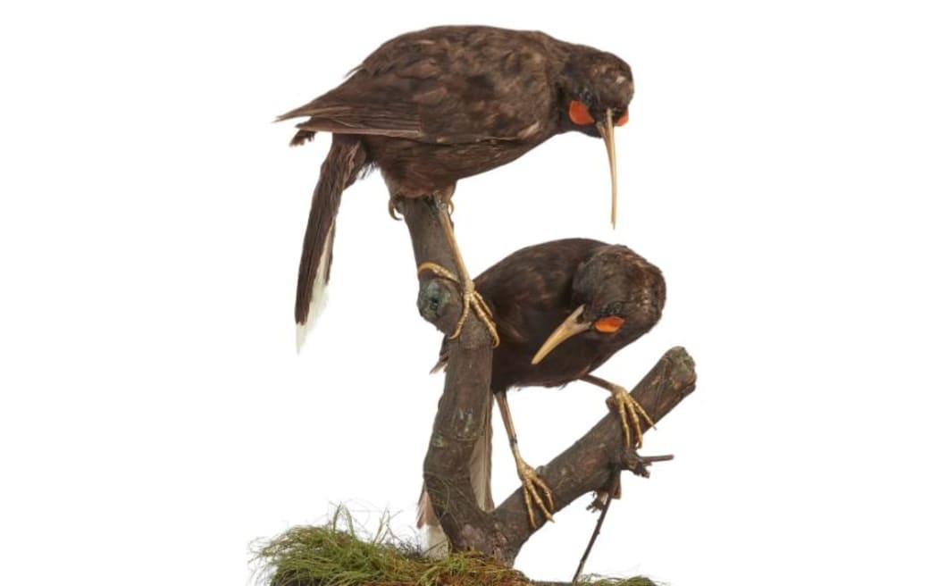 A pair of huia being auctioned by Roseberys in London.