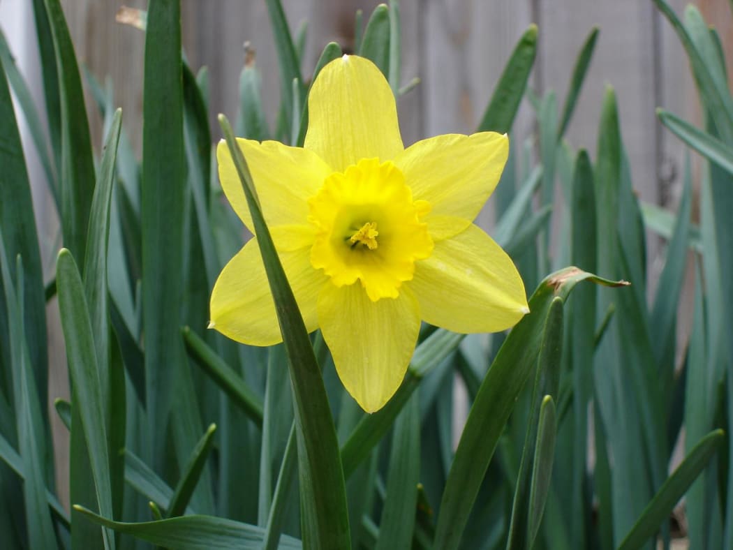 Spring daffodil.