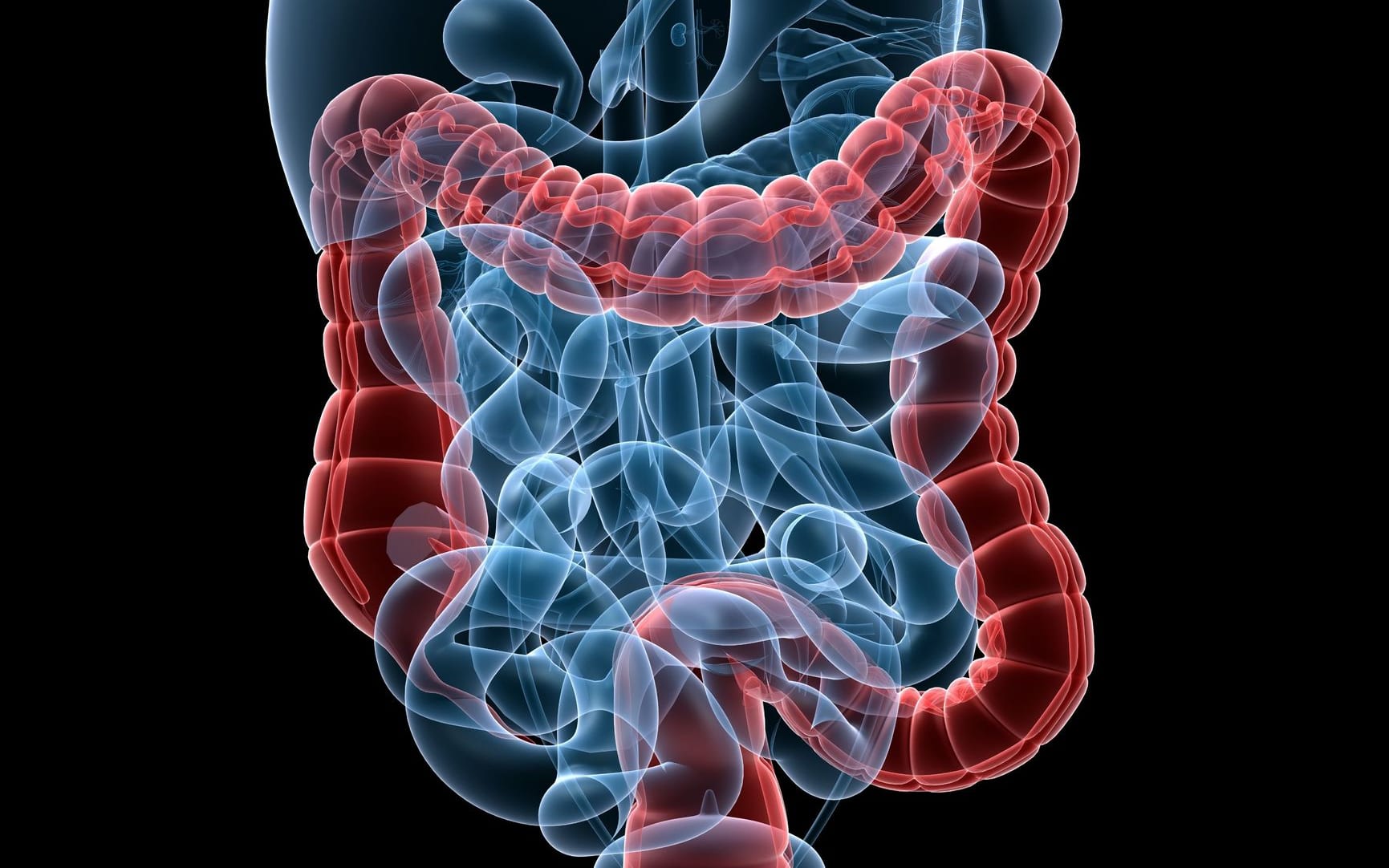 human highlighted colon