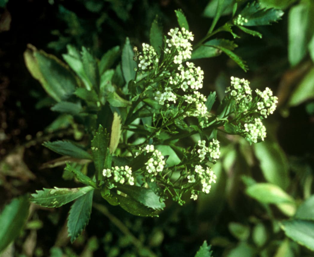 Cook's Scurvy Grass: Lepidium oleraceum