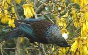 Tui on kowhai