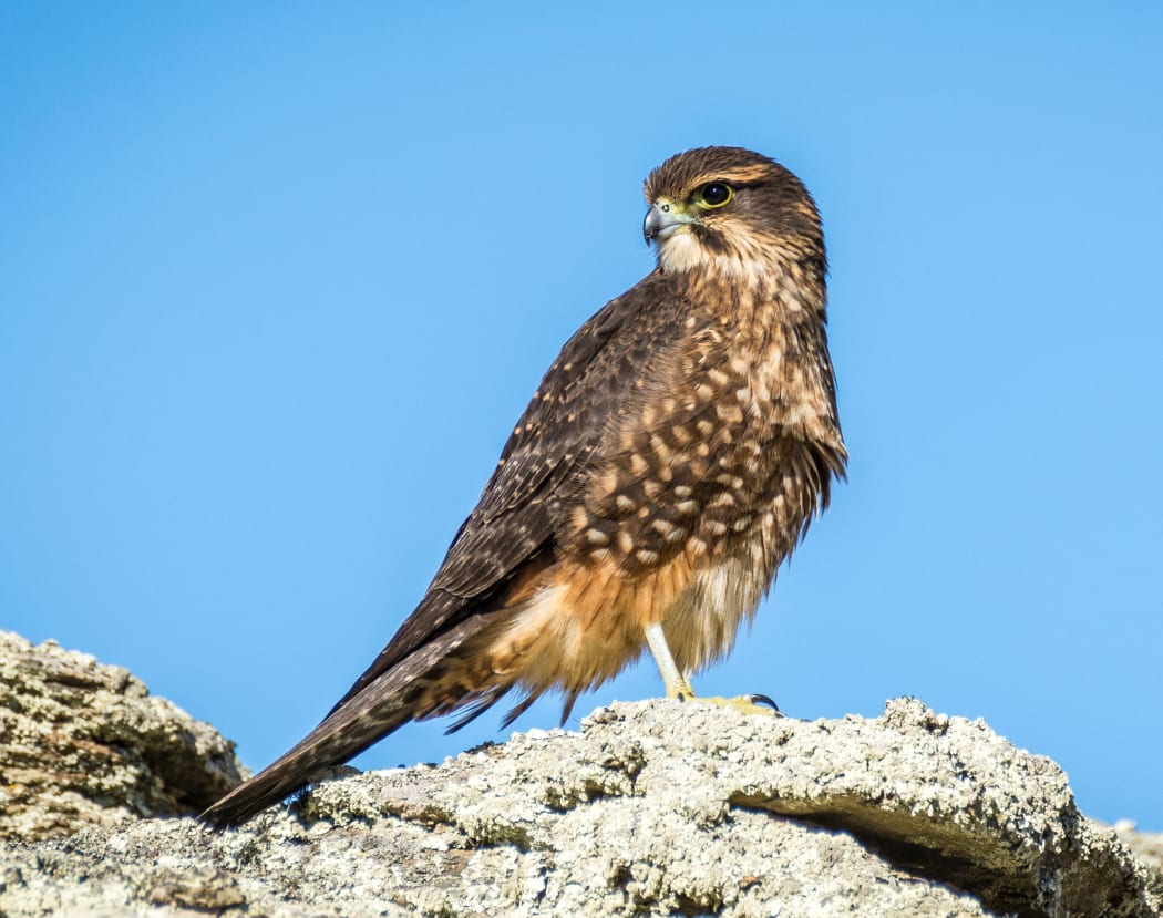A young eastern falcon. The eastern race is the largest of the four races of NZ falcon (Falco novaeseelandiae).