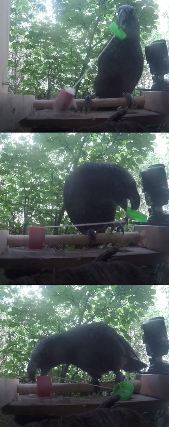 A kākā solves the well and bucket problem. Top, it lifts the lid which pulls up a small bucket containing a sweet drink. Middle, it hooks its foot over the lid to hold it. Bottom, it holds the lid and string while it takes a drink from the bucket.