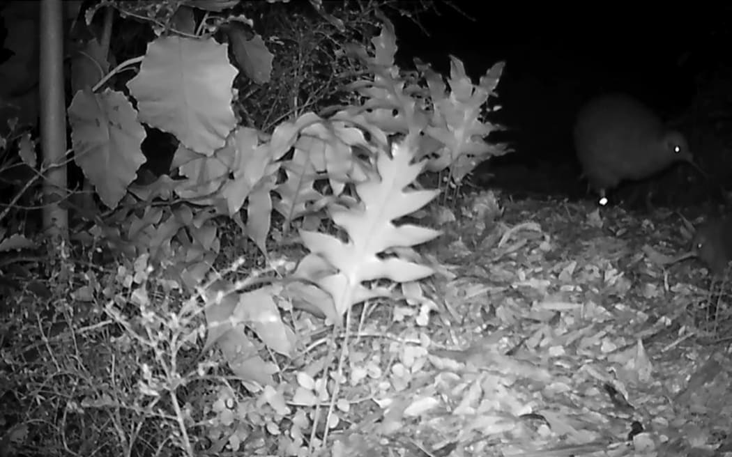 A kiwi pukpuku chick with its father Tama