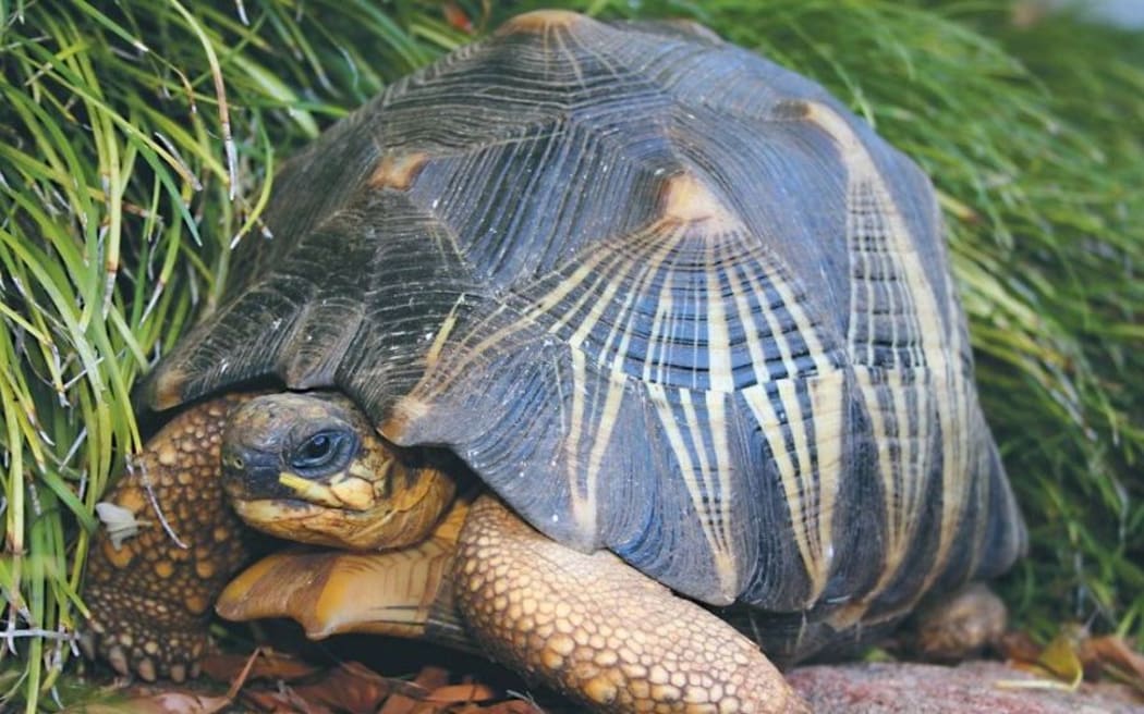 A radiated tortoise, similar to the stolen animal