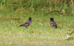 A hunt is underway for these two myna birds spotted in Christchurch's redzone in New Brighton in March 2024.