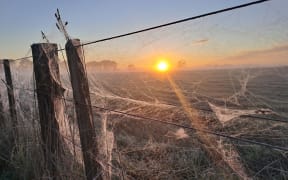 Waikato winter morning