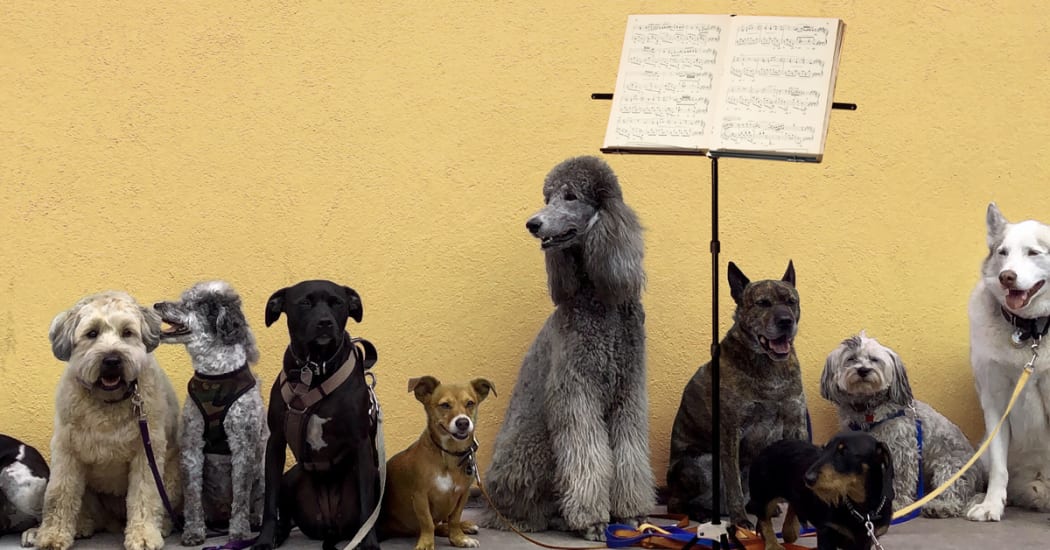 Concert for Dogs