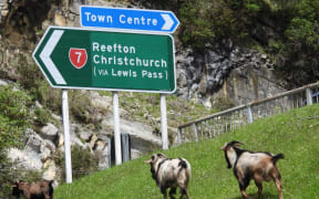 A goat negotiates Greymouth's busiest intersection at the Cobden Bridge exit to Greymouth on State highway 6.
