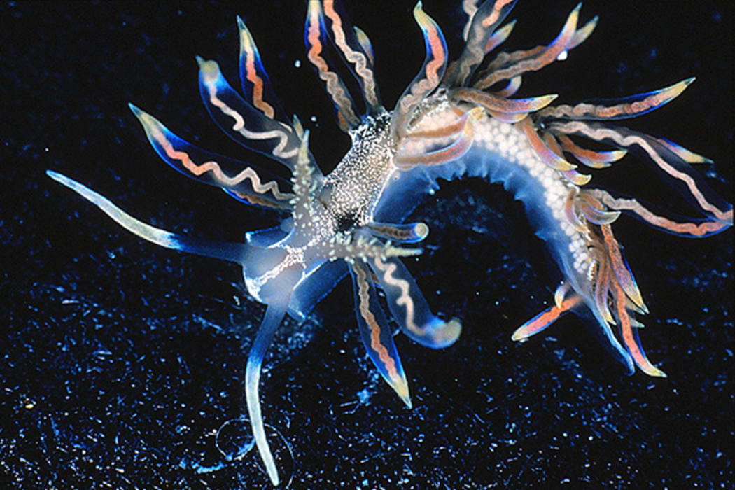 A beautiful Japanese sea slug - Phyllodesmium acanthorhinum - that comes in shades of blue, red and gold.