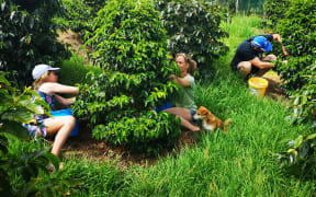 New Zealand's only commercial coffee plantation - Ikarus Coffee