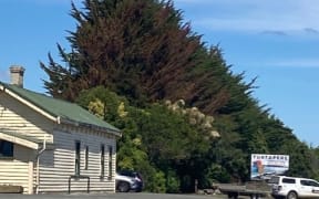 Southland District Council was called after a member of the public noticed the evergreen trees had turned brown.