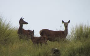 Weaner deer in autumn on Kris Orange's farm in Geraldine.