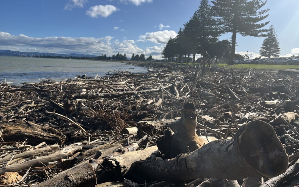 Gisborne town beaches are covered in woody debris after last week's severe weather event. Picture by Zita Campbell (LDR single use only).
