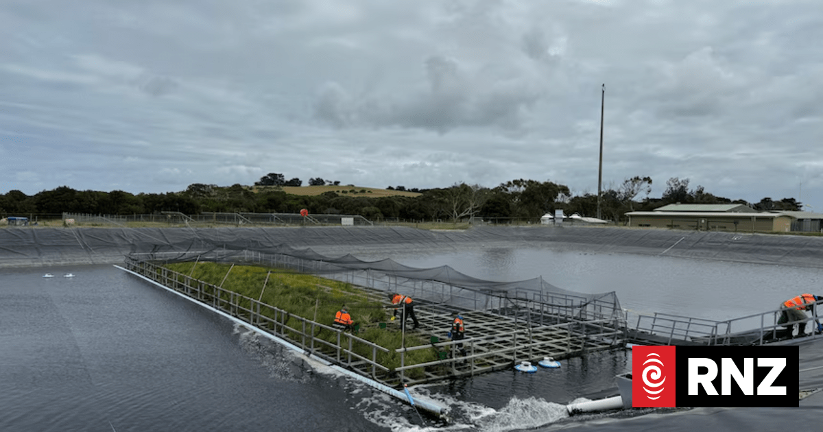 Floating Wetlands Cut Wastewater Emissions by 30% in World-First Trial