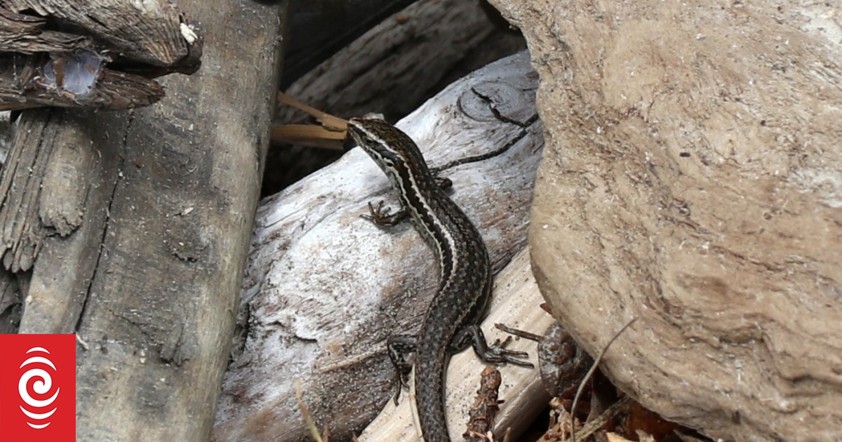 Native skinks cause cost blowout for Porirua sewage tank - Vimarsana News