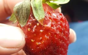 A pair of Porirua Pak 'N' Save shoppers found glass bits on their strawberry.