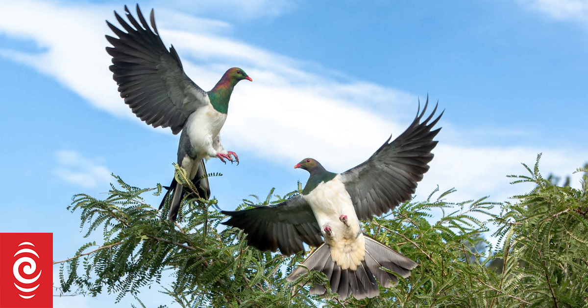 Annual New Zealand Garden Bird Survey begins