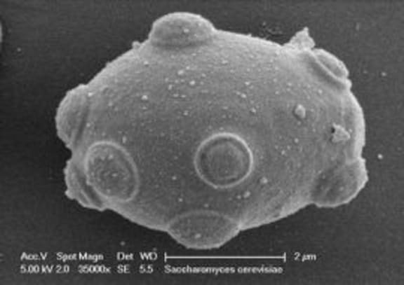A wine microbe.
