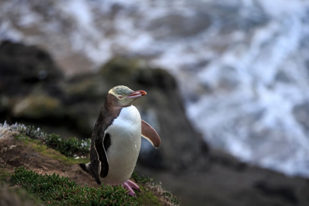 A yellow-eyed penguin at Moeraki