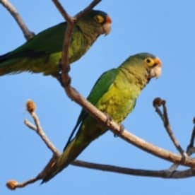 Photo for Orange-fronted parakeet