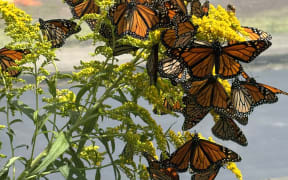 Franklin Farm Monarchs