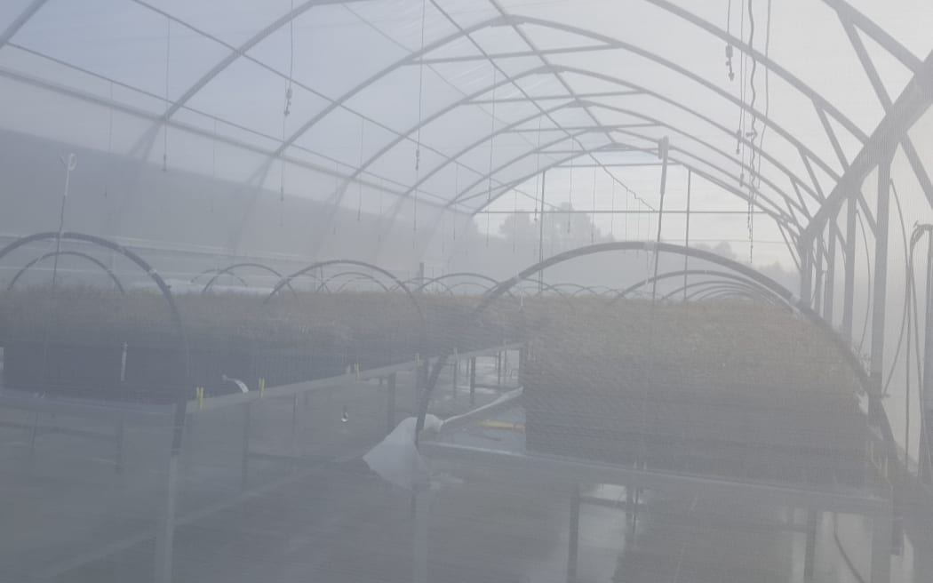 Kauri seedlings that are being tested for resistance to kauri dieback disease are raised in a sterile greenhouse.