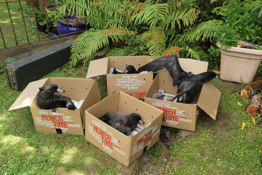 Four Westland petrel fledglings in cardboard boxes.