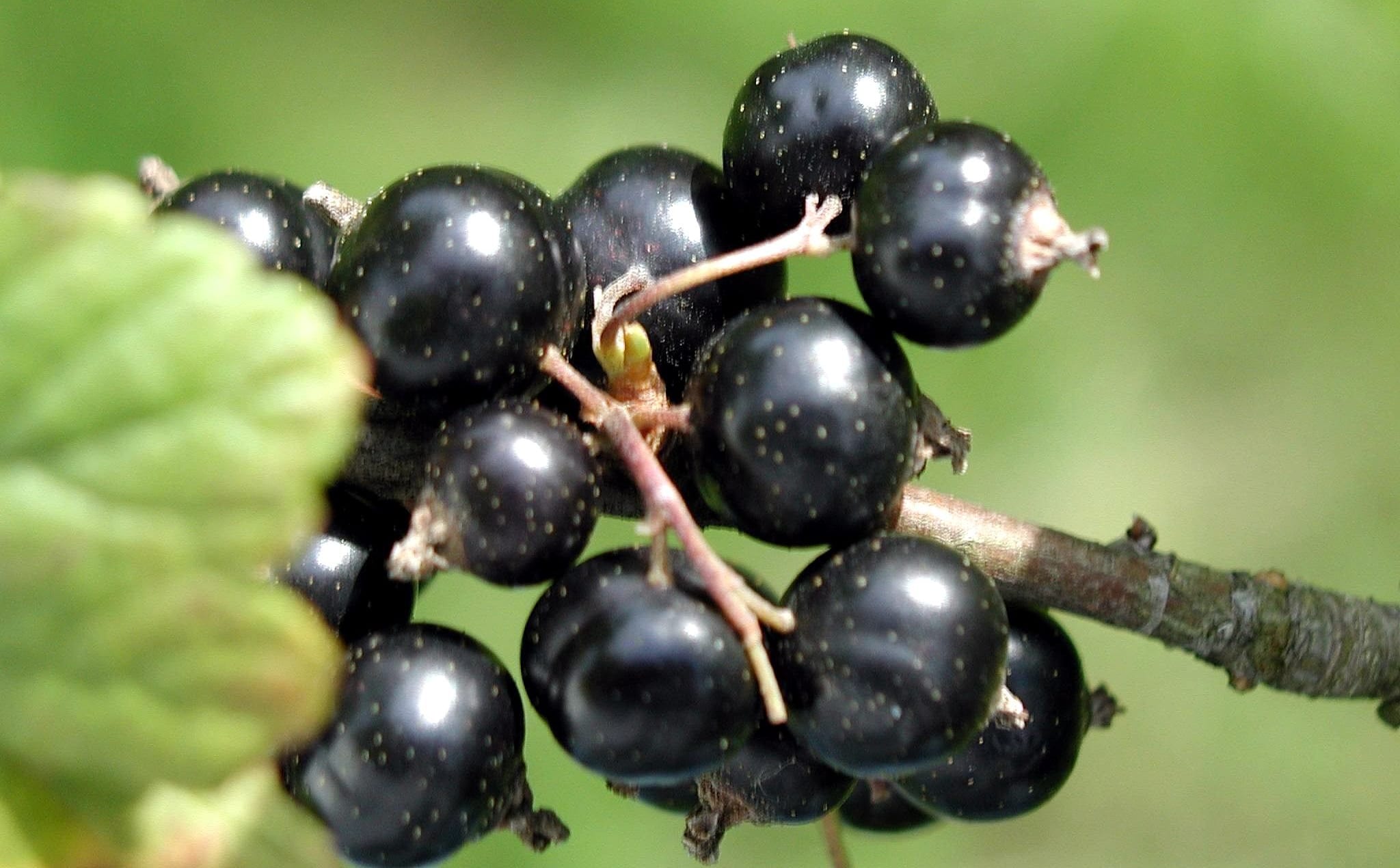 blackcurrants