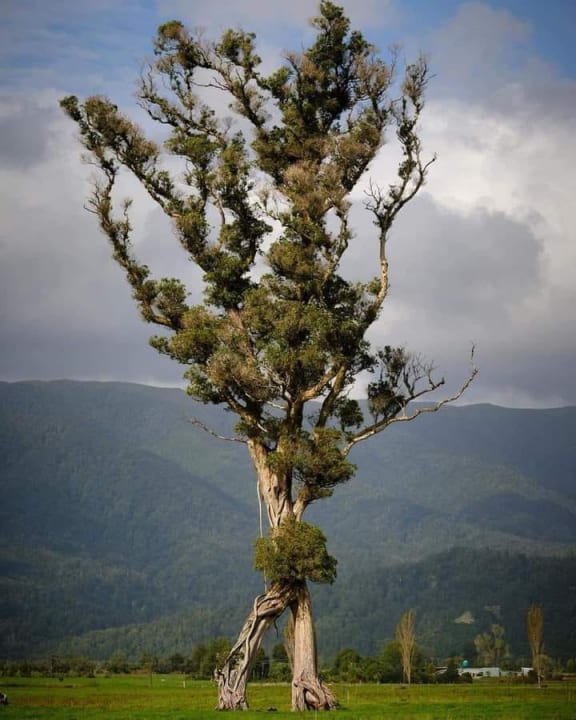 A northern rātā which looks like it's walking across a paddock has won the 2024 Tree of the Year award. The tree, known affectionately as The Walking Tree, is located near Karamea cemetery on the West Coast of the South Island.