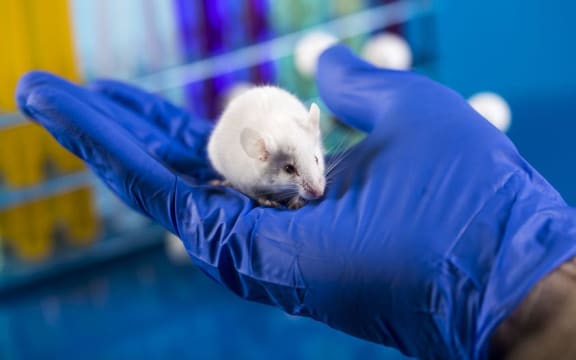 A University of Otago study on rats has used light treatment, called optogenetics, to treat isolated cells leaving healthy cells untouched.