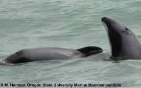 Maui's dolphins.